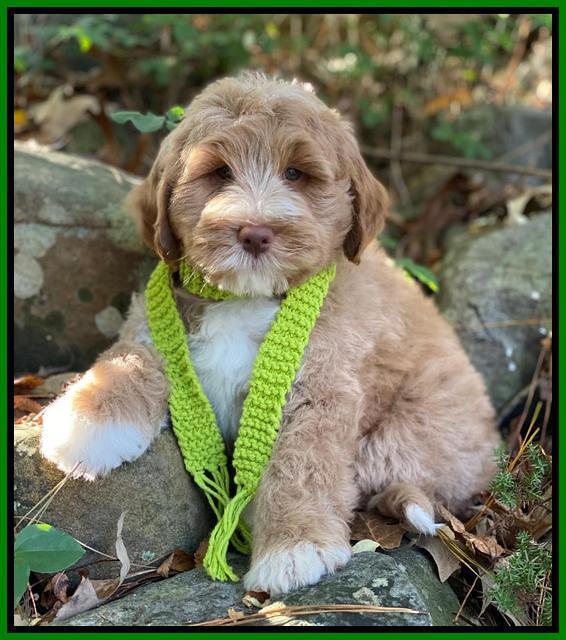 Laynie Benz pups 8 wks old 11