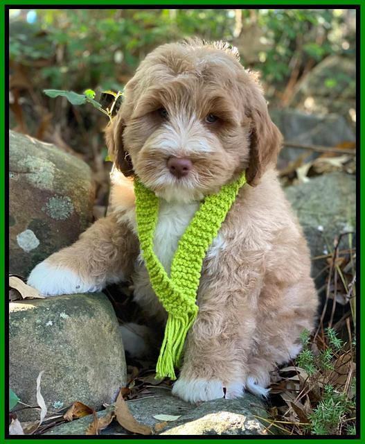 Laynie Benz pups 8 wks old 21