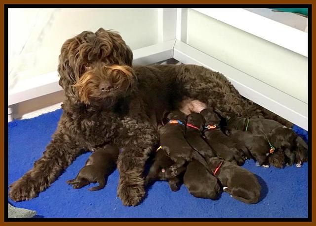1 week old group