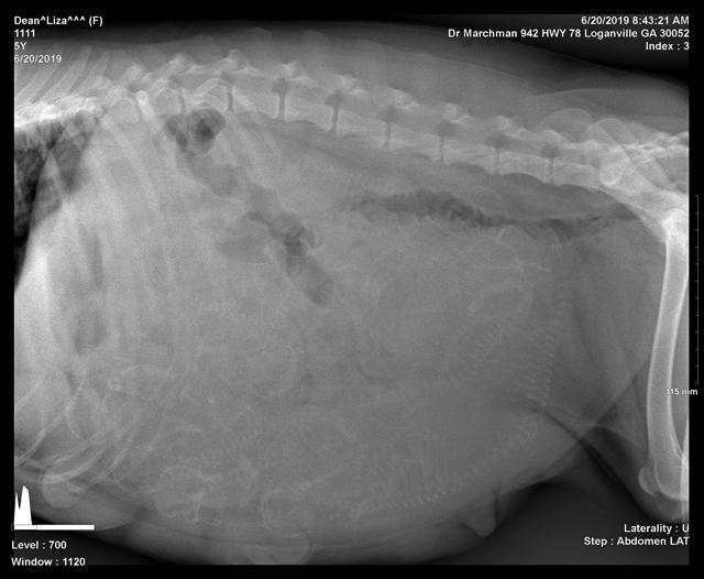 Liza Preg 4 with Camo xrays 2.new jpg