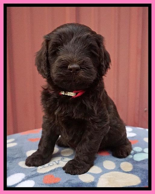 Liza Camo pups 5 wks old 11
