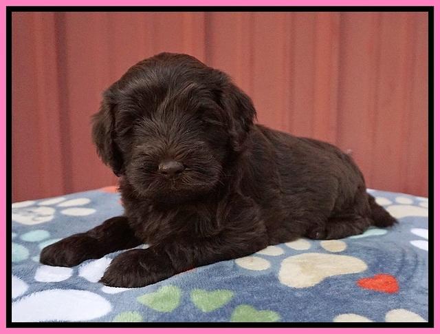 Liza Camo pups 5 wks old 21