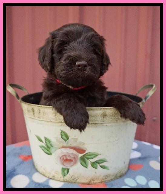 Liza Camo pups 5 wks old 31