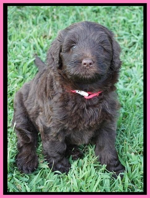 Liza Camo pups 6 wks old 41