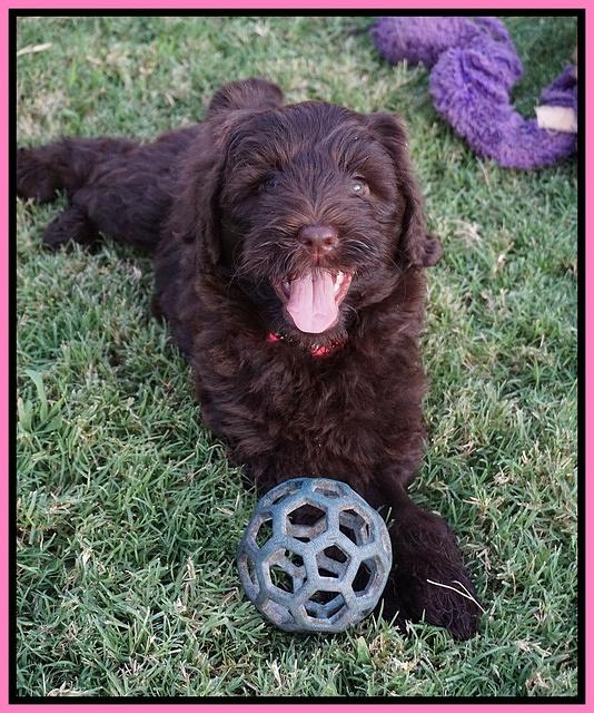Liza Camo pups 7 wks old 31