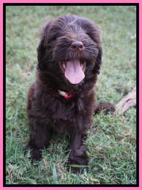 Liza Camo pups 7 wks old 41