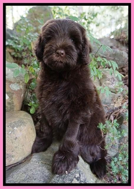 Liza Camo pups 8 wks old 65000