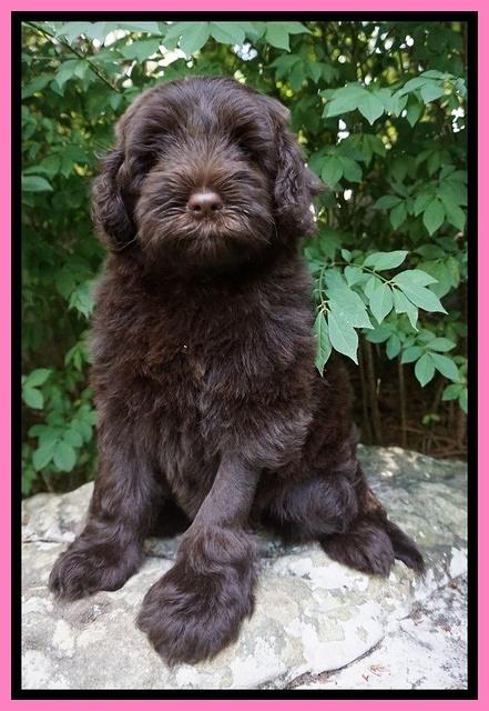 Liza Camo pups 8 wks old 75000