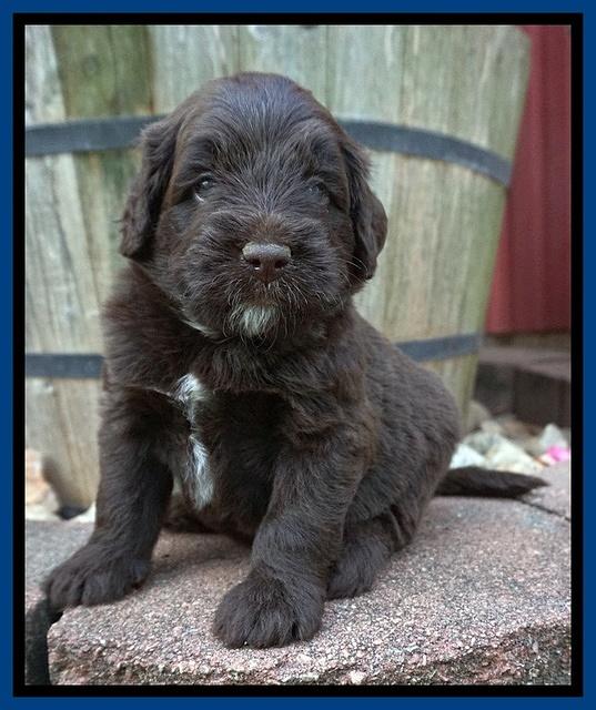 Liza Camo pups 4 wks old 51