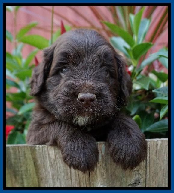 Liza Camo pups 4 wks old 61