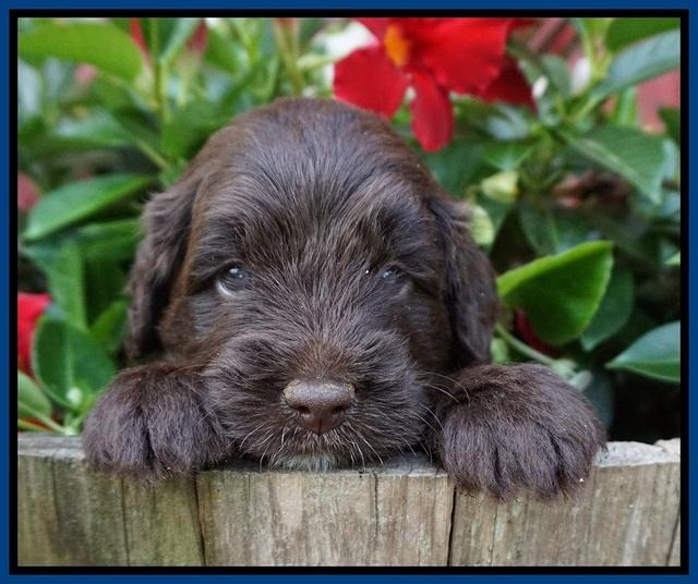 Liza Camo pups 4 wks old 71