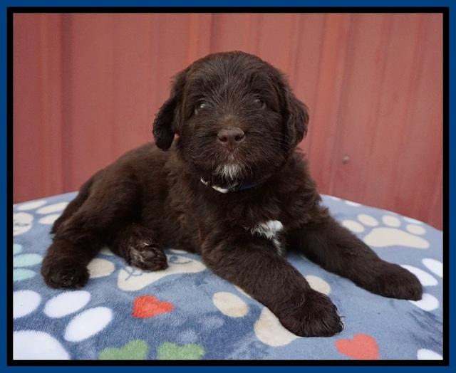 Liza Camo pups 5 wks old 51