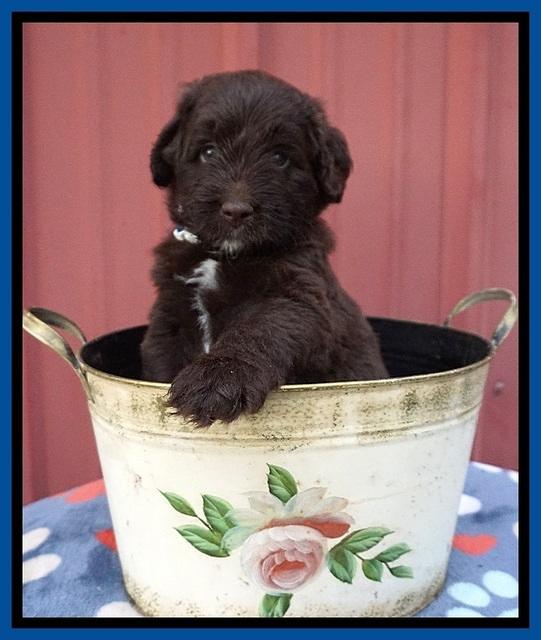 Liza Camo pups 5 wks old 71