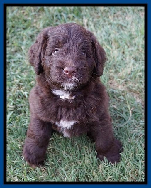 Liza Camo pups 6 wks old 71