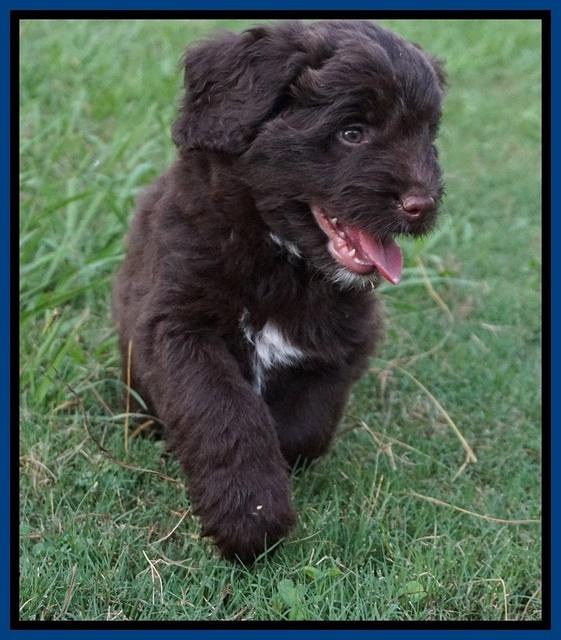 Liza Camo pups 7 wks old 51