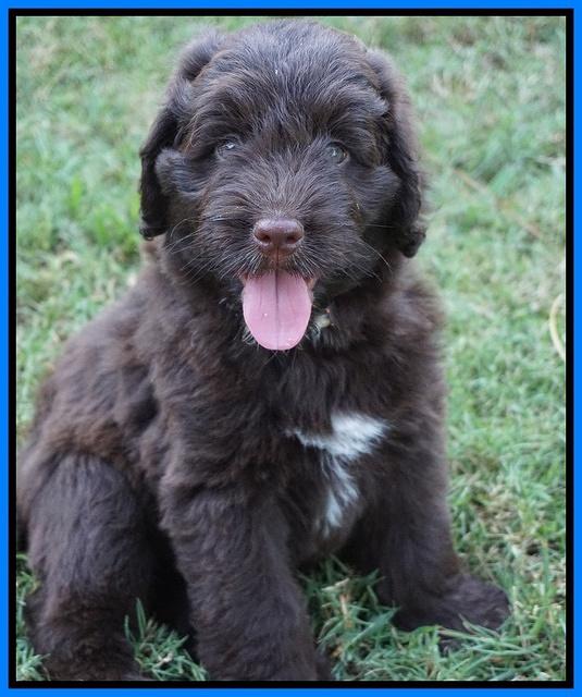 Liza Camo pups 7 wks old 61