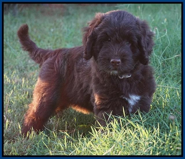 Liza Camo pups 7 wks old 71