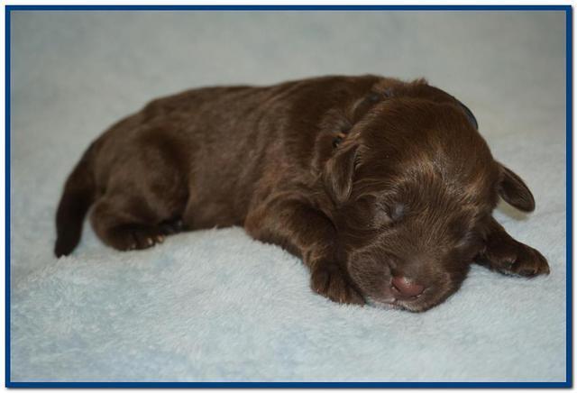 Newborn Blue boy Liza Camo