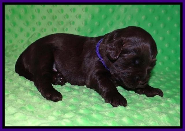 Liza Camo pups 2 wks old 71