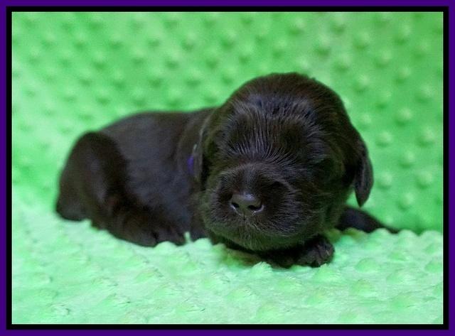 Liza Camo pups 2 wks old 81