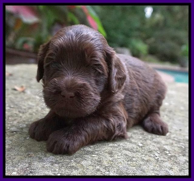 Liza Camo pups 3 wks old 91
