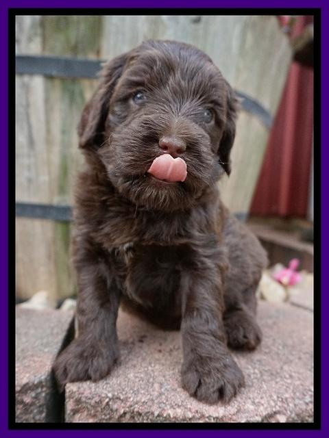 Liza Camo pups 4 wks old 101