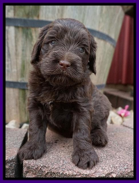 Liza Camo pups 4 wks old 111