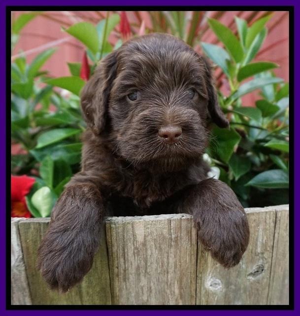 Liza Camo pups 4 wks old 91