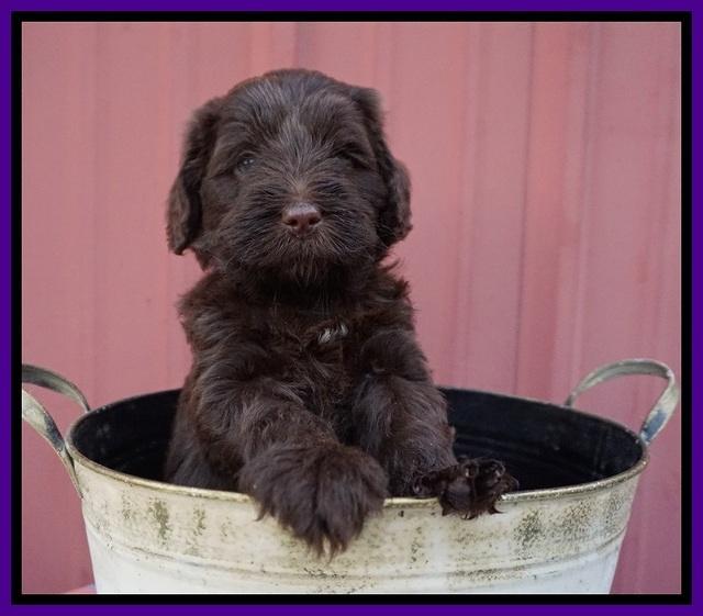 Liza Camo pups 5 wks old 81