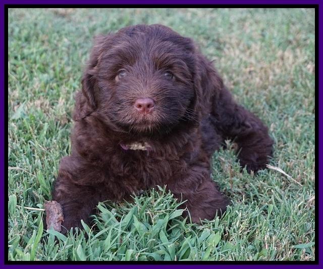 Liza Camo pups 7 wks old 121