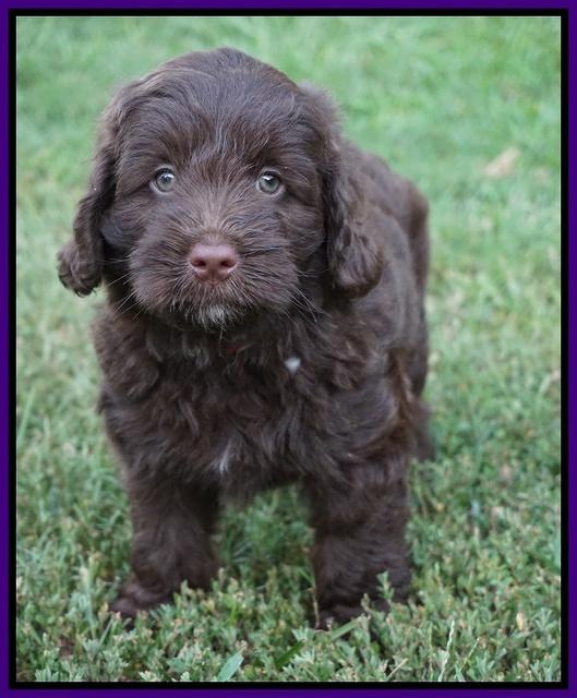 Liza Camo pups 7 wks old 131