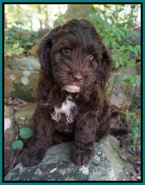 Liza Camo pups 8 wks old 11