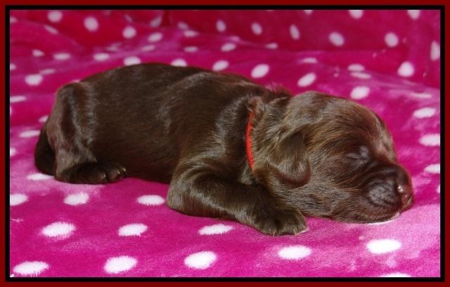 Liza Camo pups 1 wk olf 61