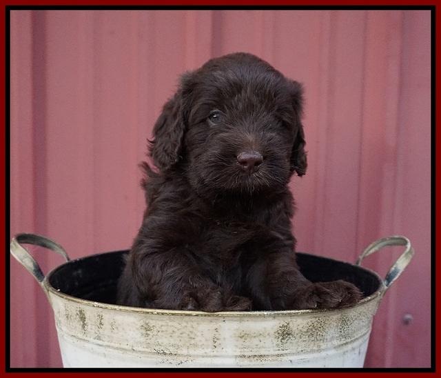 Liza Camo pups 5 wks old 131