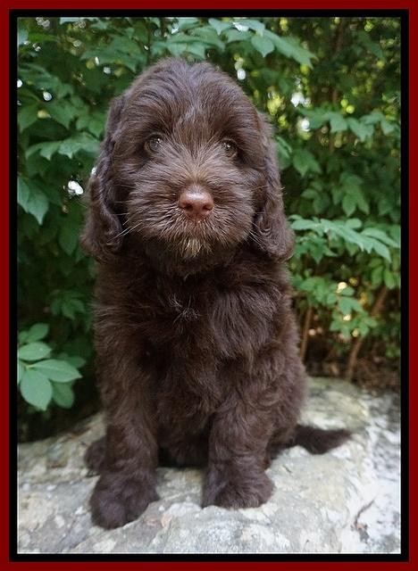 Liza Camo pups 8 wks old 81