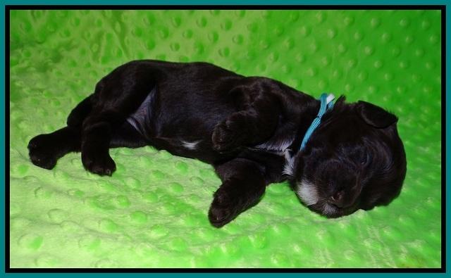 Liza Camo pups 2 wks old 131