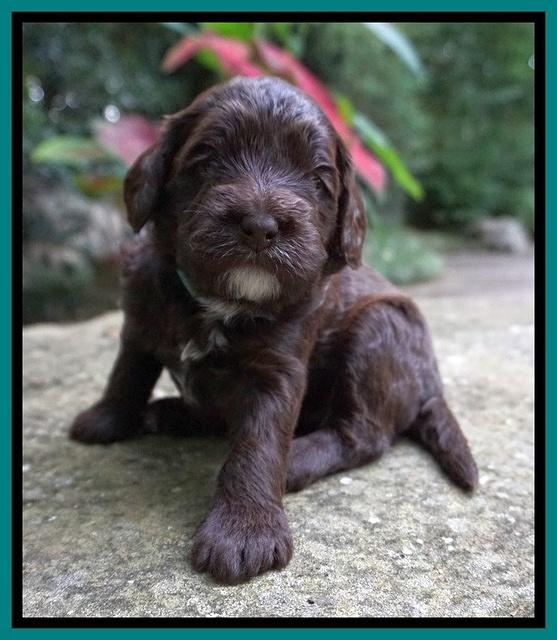 Liza Camo pups 3 wks old 161