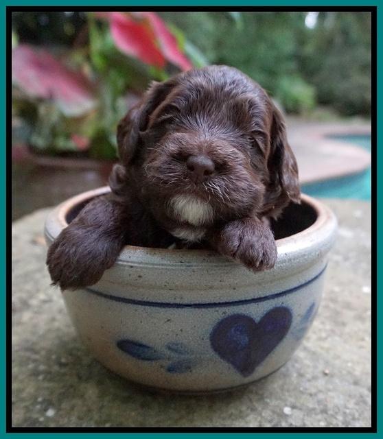 Liza Camo pups 3 wks old 171