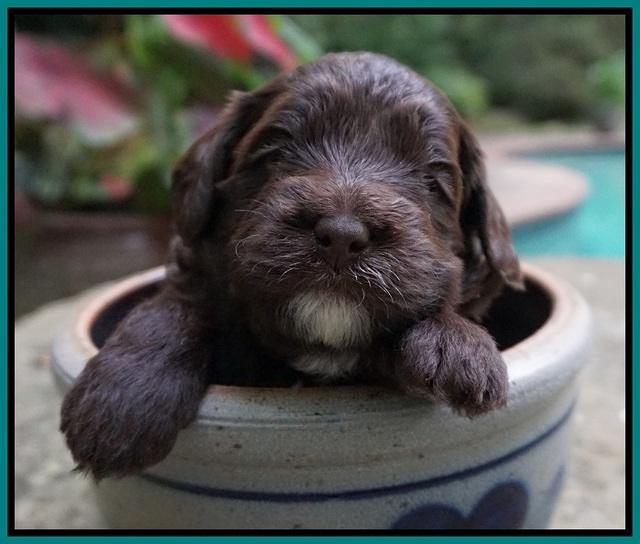 Liza Camo pups 3 wks old 181