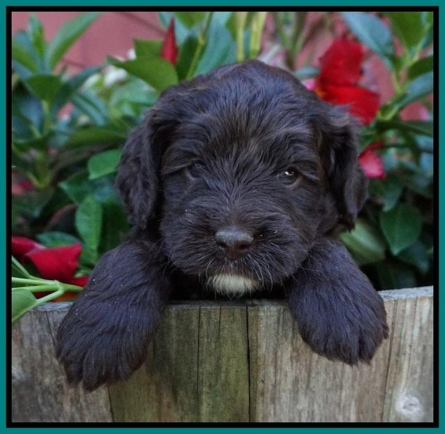 Liza Camo pups 4 wks old 171