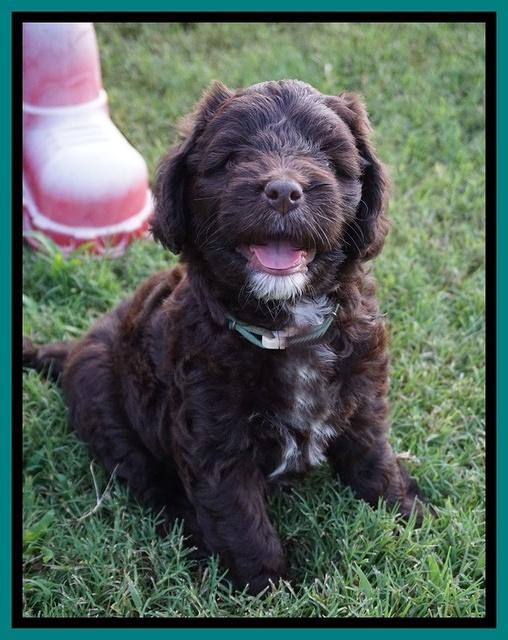 Liza Camo pups 6 wks old 161