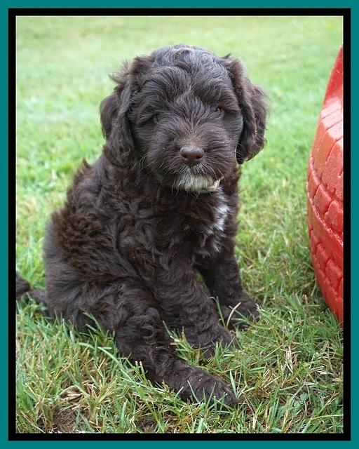 Liza Camo pups 6 wks old 191