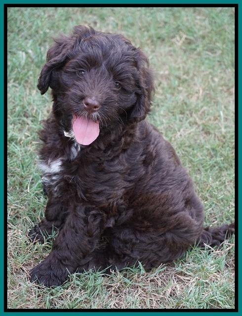 Liza Camo pups 7 wks old 161
