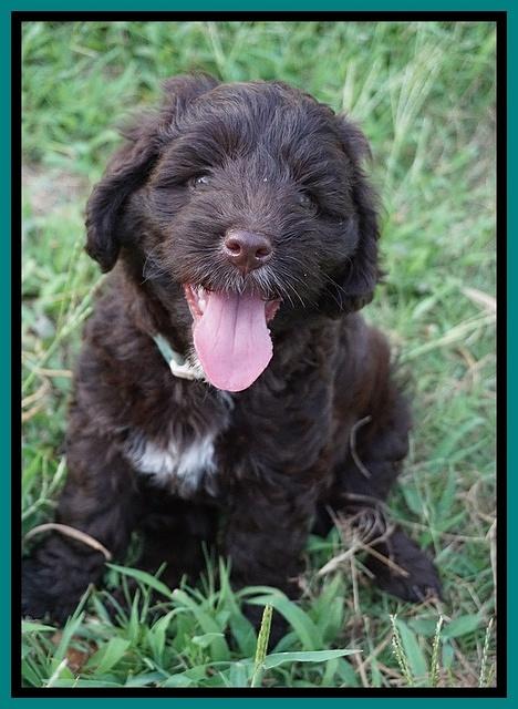 Liza Camo pups 7 wks old 171
