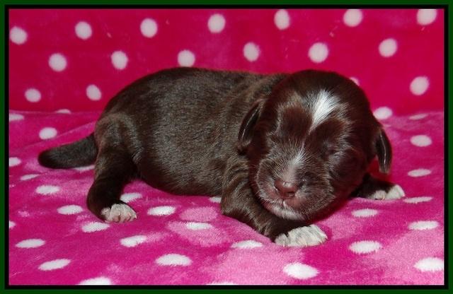 Liza Camo pups 1 wk olf 91