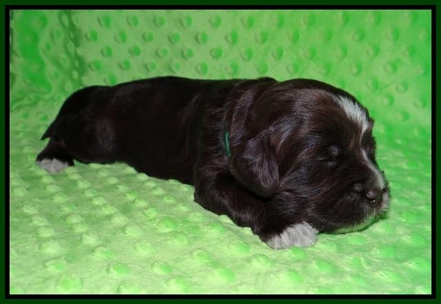 Liza Camo pups 2 wks old 151