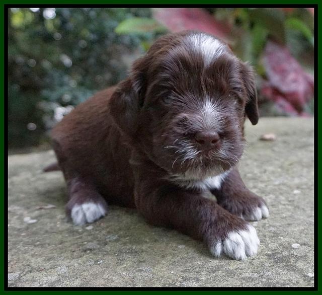 Liza Camo pups 3 wks old 151