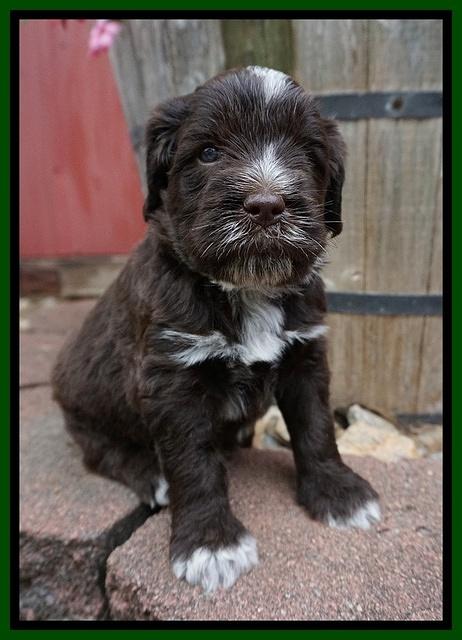 Liza Camo pups 4 wks old 211