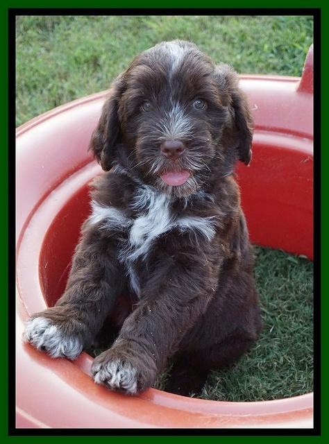 Liza Camo pups 7 wks old 261