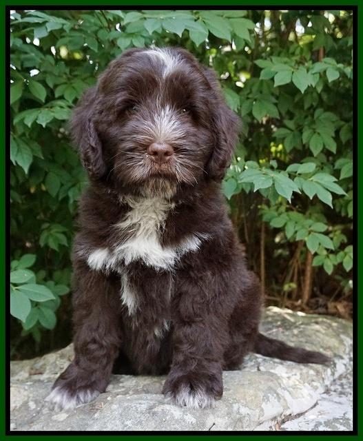 Liza Camo pups 8 wks old 241
